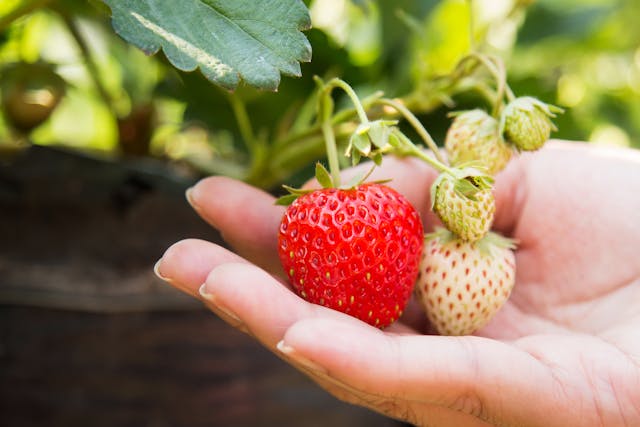 Strawberry patch