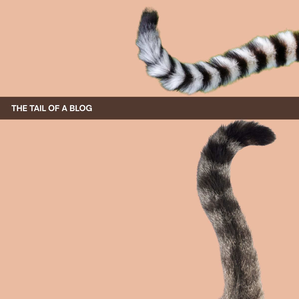 The tail of a blog